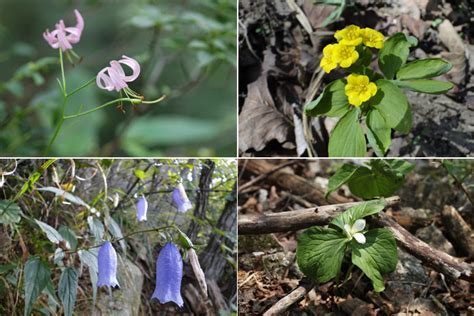  Native Plants of Korea: A Journey Through the Botanical Soul of the Peninsula