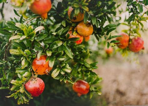  ¿The Pomegranate Orchard? Un viaje a través de la identidad y el legado en la Persia moderna